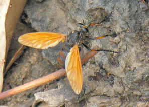 DSCN0742.jpg (236287 bytes)