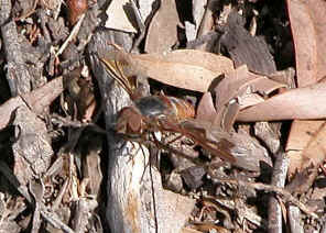 wpe4.jpg (46746 bytes)