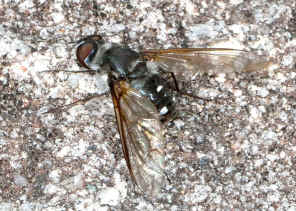 DSC_1042.jpg (254708 bytes)
