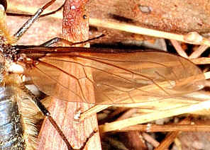 DSC_4666w.jpg (199947 bytes)
