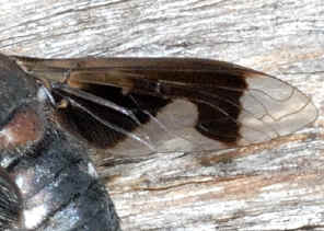 PWC_7818w.jpg (135027 bytes)
