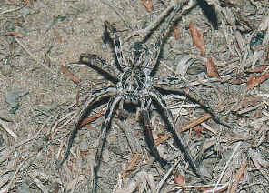 Huntin1.jpg (74280 bytes)