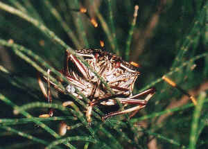 Bugs.h14.jpg (38036 bytes)
