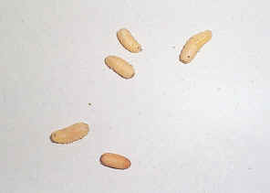 5FlyLarva3.jpg (283490 bytes)