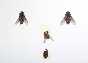 CatFly2.jpg (113848 bytes)