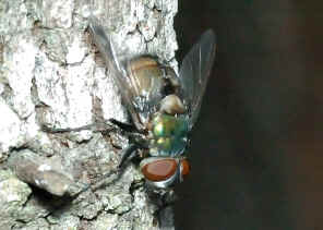 DSC_1174.jpg (271119 bytes)
