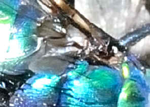 PWC_7765_3.jpg (91882 bytes)