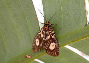wpe1.jpg (30392 bytes)