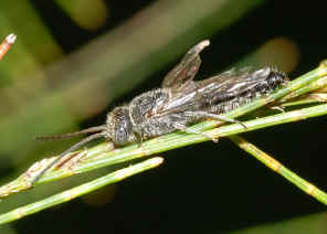 PWC_8218.jpg (123466 bytes)