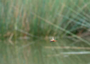 DSC_3097Copy.jpg (119597 bytes)