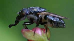 normal_zoom%2520fly[1].jpg (21806 bytes)
